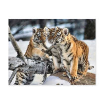 Three Tiger Cubs In Snow Art Gifts Postcards