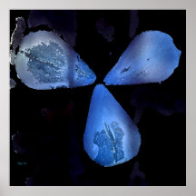 Three Tulip Petals Print