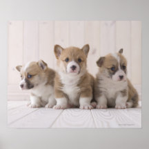 Three Welsh Corgi Print