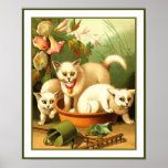 Three White Kittens Poster