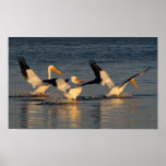 Three White Pelicans Landing on Water Posters