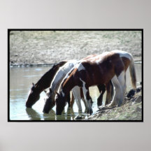 Three Wild Horses drink at a Watering Hole Poster