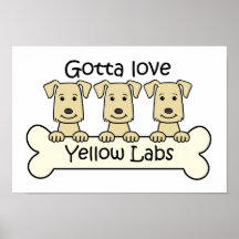 Three Yellow Labs Poster