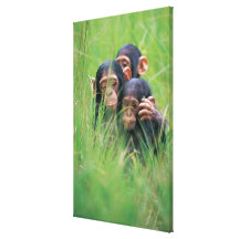 Three young Chimpanzees (Pan troglodytes) in Stretched Canvas Prints