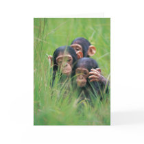 Three young Chimpanzees (Pan troglodytes) in Card