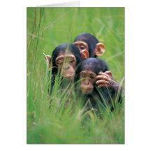 Three young Chimpanzees (Pan troglodytes) in Card