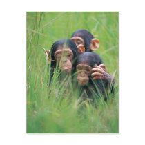 Three young Chimpanzees (Pan troglodytes) in Post Cards