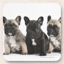 Threee Pedigree Puppies Coaster