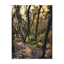 Through the Wild Woods art postcard postcards