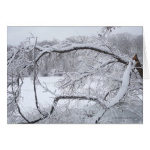 Through Winter Cards