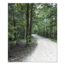 Thru the Florida Woods Photographic Print