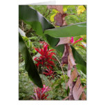 Ti and Banana Leaves Cards