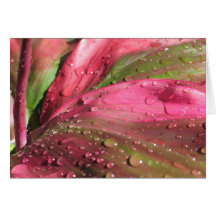 Ti Plant Greeting Card