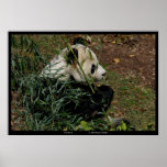"Tian Tian 4" Giant Panda nature photograph animal Poster