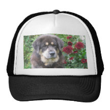 Tibetan Mastiff Hat