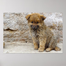 Tibetan Puppy Posters