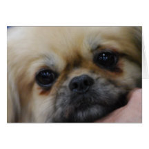 Tibetan Spaniel Puppy Greeting Card