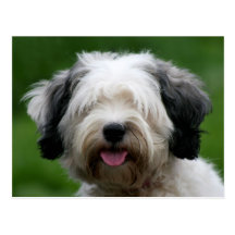 tibetan terrier postcards