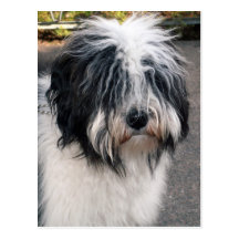 Tibetan Terrier Postcards