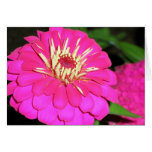 tickled pink greeting card