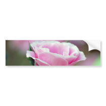 Tickled pink rose and meaning bumper stickers