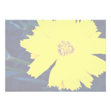 Tickseed (Coreopsis verticillitata) Announcements