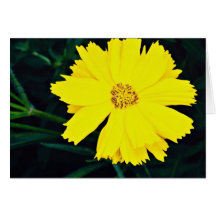 Tickseed (Coreopsis verticillitata)  flowers Greeting Card