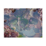 Tide Pools postcards