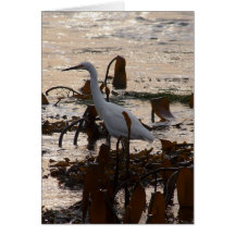 Tide Pools White Egret Cards