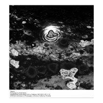 Tidepool, by Ansel Adams posters