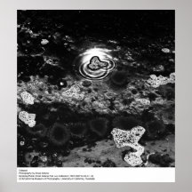 Tidepool, par Ansel Adams Posters