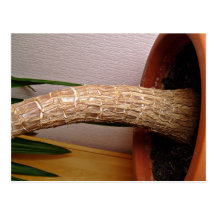 Tige de plante cartes postales