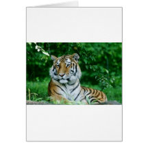 Tiger 1 greeting card