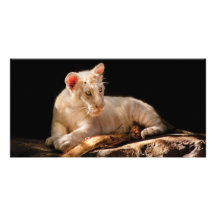 Tiger -  A baby snow tiger Customized Photo Card