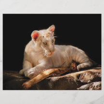 Tiger -  A baby snow tiger Flyer