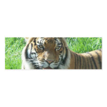 tiger  and gorilla business card