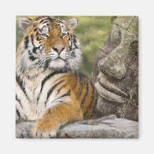 Tiger and the Buddha Fridge Magnet