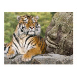 Tiger and the Buddha Post Cards
