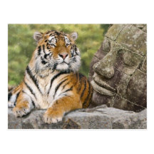 Tiger and the Buddha Post Cards