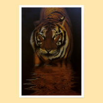 Tiger at Sunset posters