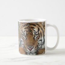 Tiger at the National Zoo Mugs