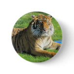 tiger at the zoo pinback button