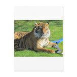tiger at the zoo postcards