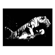 Tiger Attacking Post Cards