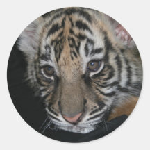 Tiger Baby Round Sticker