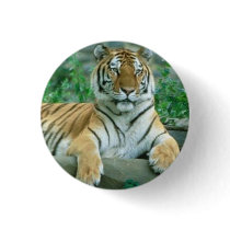 Tiger Beauty