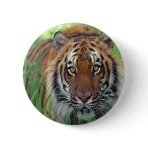 Tiger Pinback Buttons