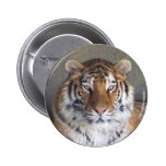 Tiger Button