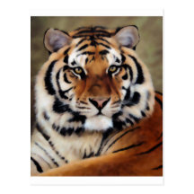 Tiger by Psyco Post Cards