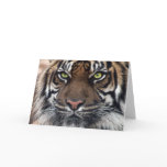 Tiger Greeting Cards